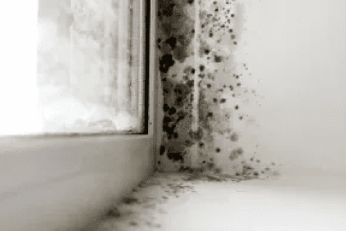 Home | DMV Mold | Mask Group